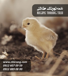 فروش جوجه گوشتی ایندین درویشی